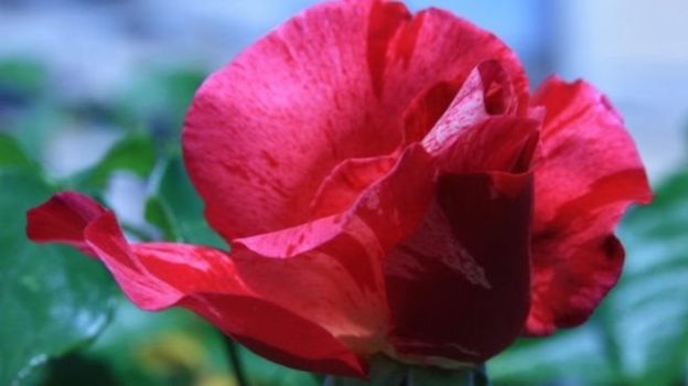 اسرار ژنتیکی گل رز کشف شد