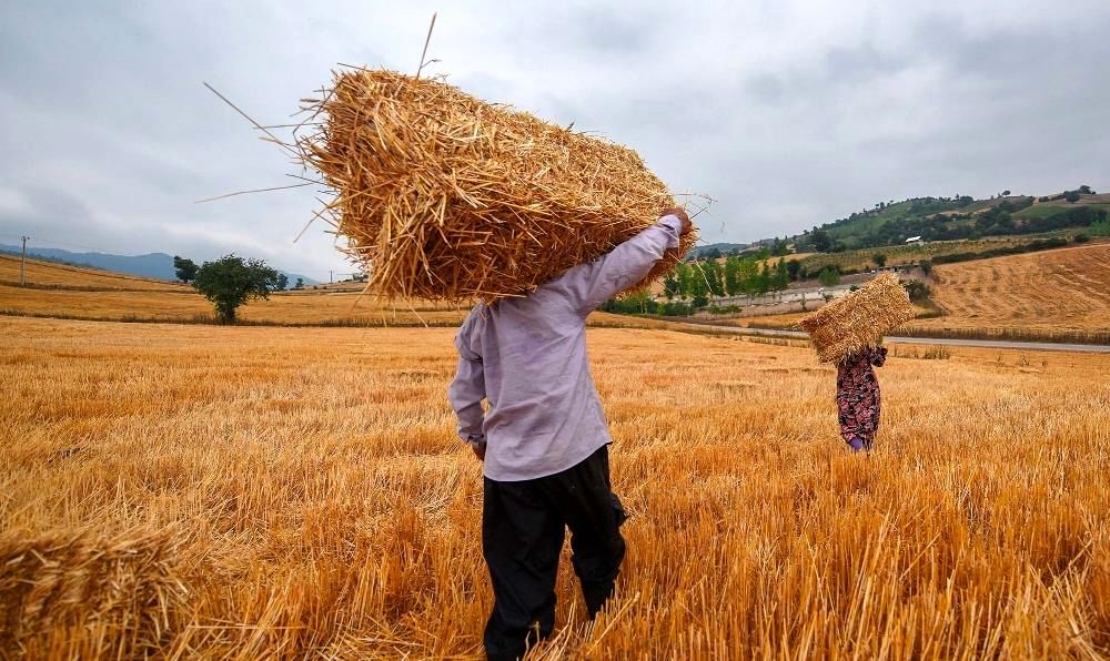 افزایش ۴۶ درصدی خرید گندم در فارس