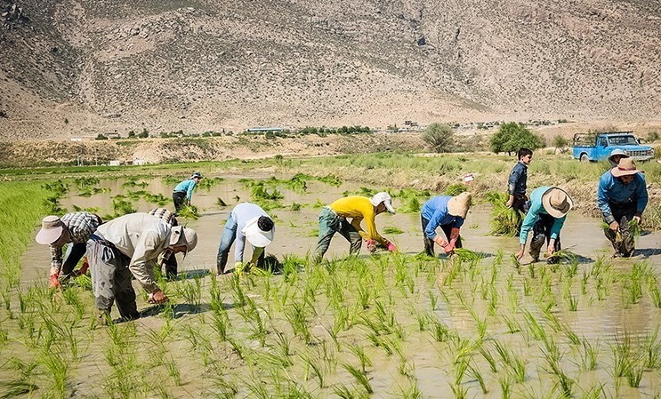 ممنوعیت کاشت برنج در بخش درودزن فارس