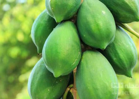 پیش‌بینی برداشت ۵۰ تن میوه پاپایا در فسا