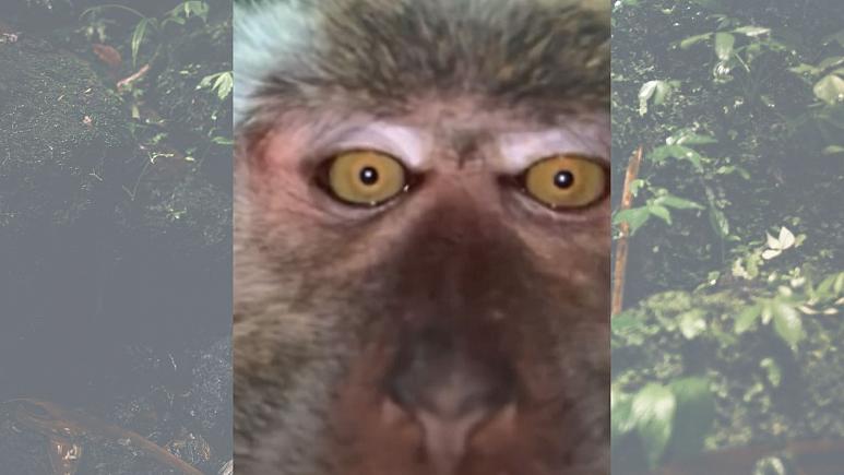 میمون سارق با موبایل دزدی از خودش سلفی گرفت