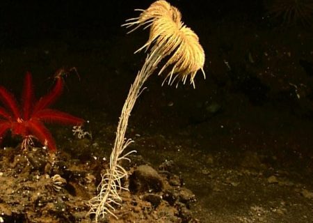 کشف «فسیل زنده» ۲۷۳ میلیون ساله در کف اقیانوس