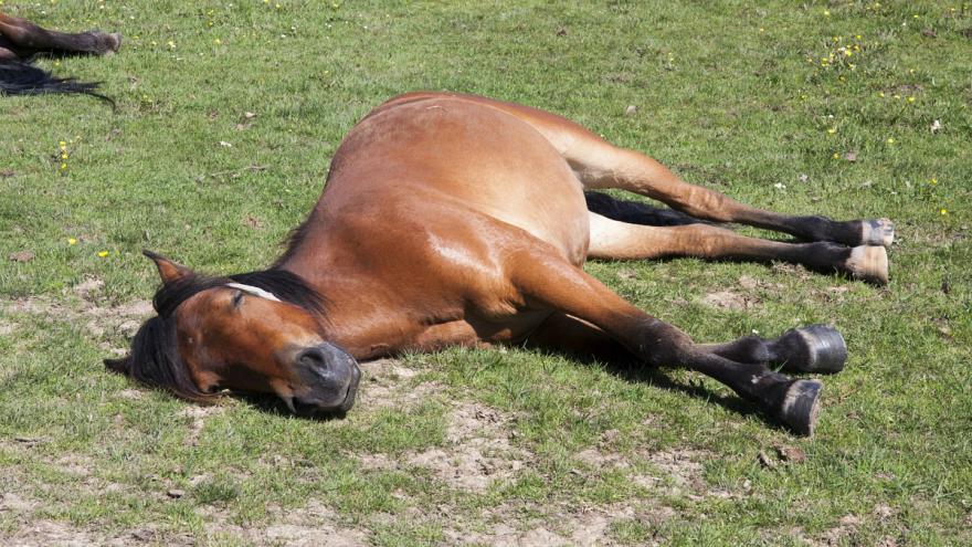 جنجال کشتار ده‌ها اسب متعلق به کولبران