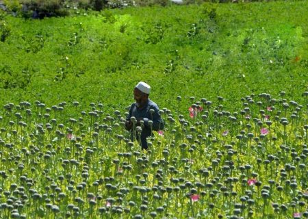 چقدر تریاک در افغانستان تولید می‌شود؟