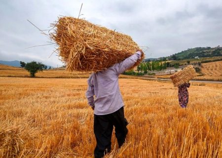 افزایش ۴۶ درصدی خرید گندم در فارس