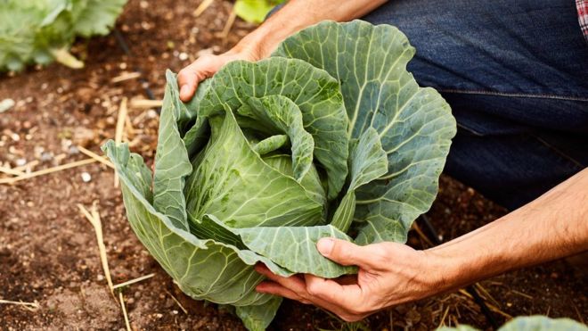 برخی سبزیجات چگونه از ابتلا به سرطان جلوگیری می‌کنند