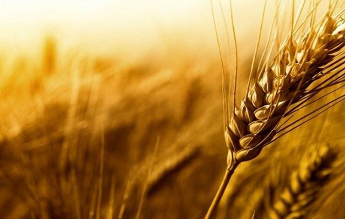 تولید یک و نیم میلیون تن گندم در فارس