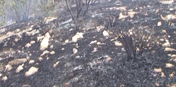 آتش‌سوزی در جنگل اِبنو برای سومین بار