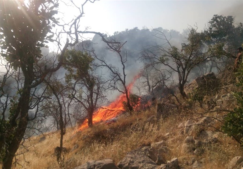 ۳۰ مورد آتش سوزی در منابع طبیعی فارس