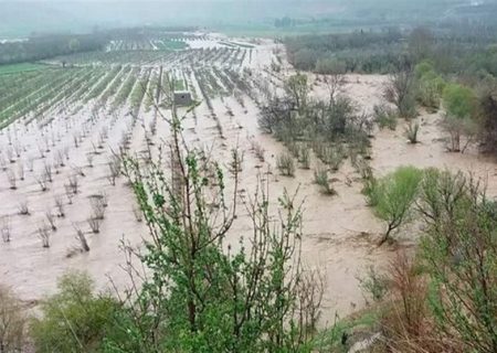 بارندگی تابستانه بیش از ۵۴۶ میلیارد تومان به زیربخش‌های کشاورزی استان فارس آسیب زد