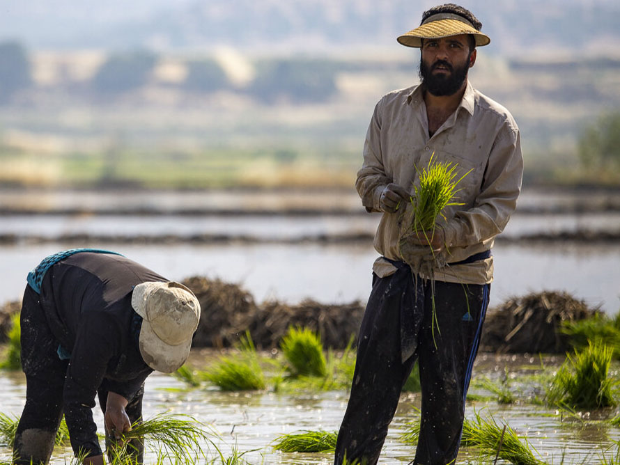 طرح گردشگری کشاورزی در استان فارس کلید خورد