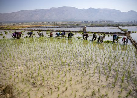 برنج کامفیروزی و آب‌هایی که از سفره‌های زیرزمینی فارس به یغما می‌رود