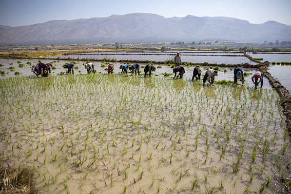 برنج کامفیروزی و آب‌هایی که از سفره‌های زیرزمینی فارس به یغما می‌رود