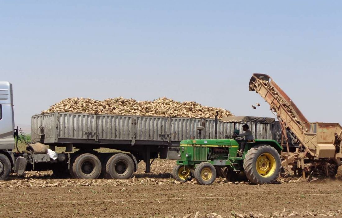 پیش‌بینی تولید ۱۸۲ هزار تن چغندر قند در شهرستان اقلید فارس