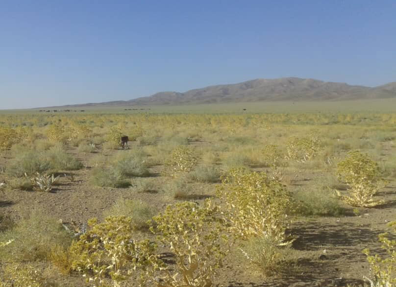 مدیرکل محیط زیست فارس: تصرف اراضی بهرام گور نی‌ریز غیرقانونی است