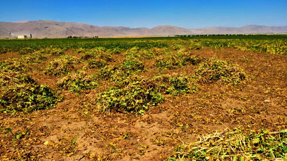 تولید بیش از ۷۰درصد از لوبیای استان فارس در اقلید