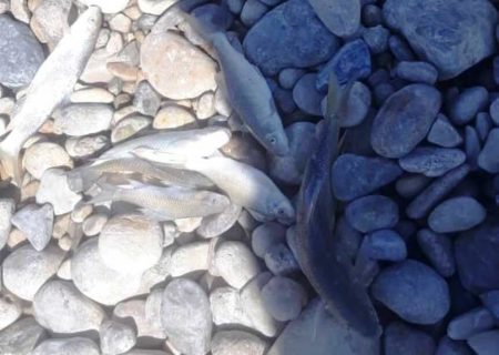 مرگ ماهیان در رودخانه جره شیراز