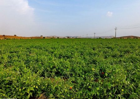 پیش‌بینی کشت یک هزار و ۱۰۰هکتار گوجه فرنگی در شهرستان اقلید