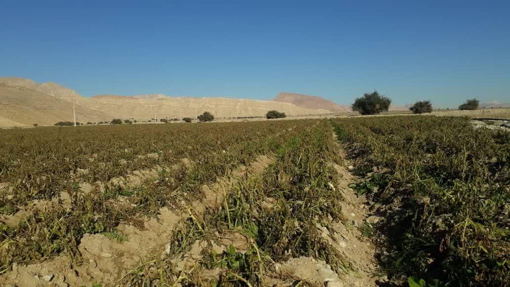 سرما به مزارع کشاورزی روستای چاه نهر لارستان خسارت زد