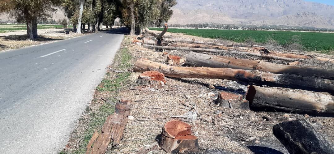 قطع درختان کهنسال در فسارود داراب