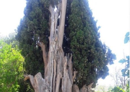 ۲ درخت کهنسال کازرون در فهرست آثار ملی به ثبت رسید