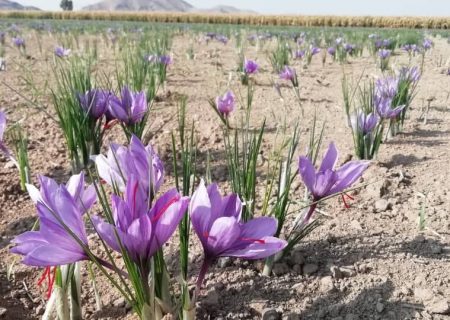 اشتغالزایی کشت زعفران برای یک هزار و ۴۵۰ نفر در فسای فارس