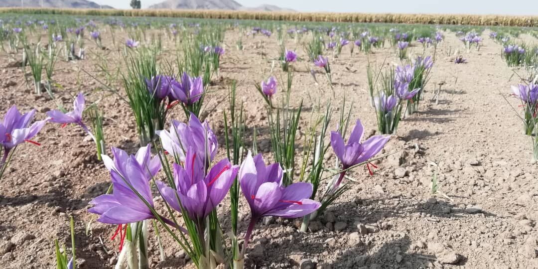 اشتغالزایی کشت زعفران برای یک هزار و ۴۵۰ نفر در فسای فارس