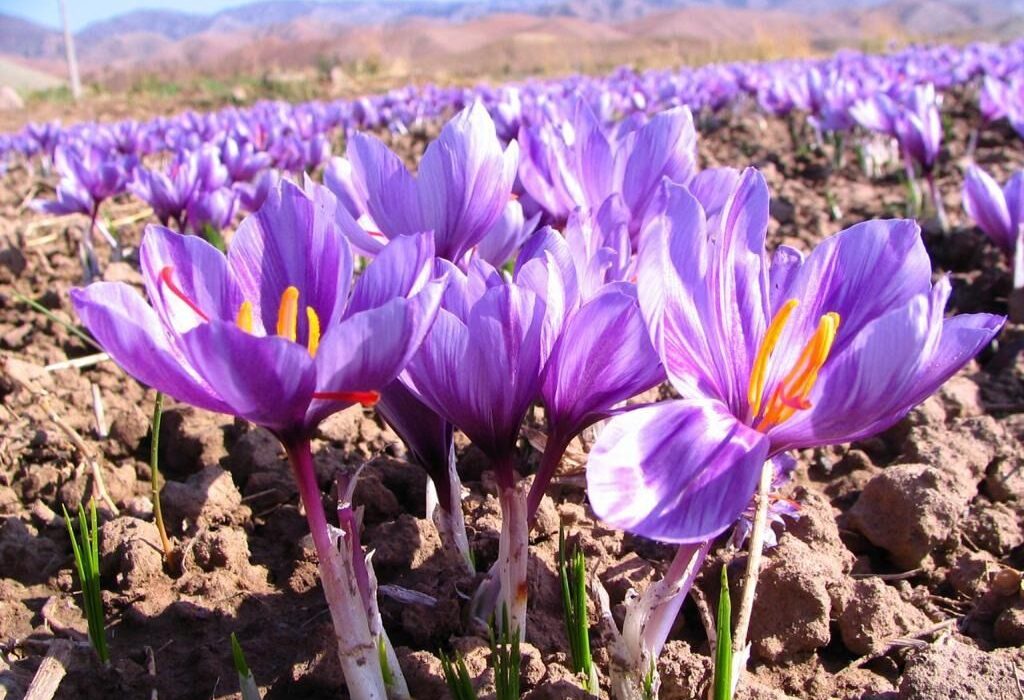 پیش‌بینی برداشت ۲۰ کیلوگرم زعفران در کازرون فارس