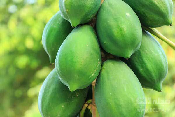 پیش‌بینی برداشت ۵۰ تن میوه پاپایا در فسا