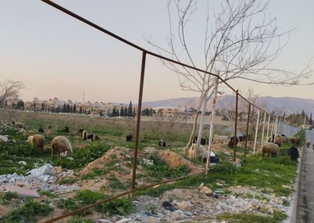 تپه باستانی شیراز زیر پای گوسفندان