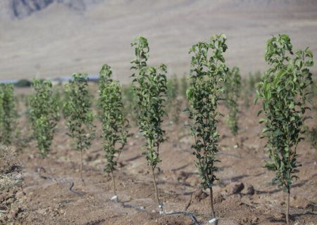درختکاری در فارس جایگزین حبس می‌شود