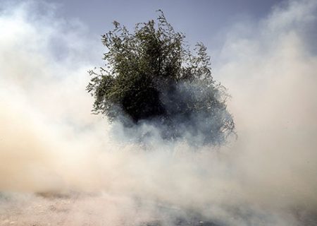 عامل آتش‌سوزی ۶۰ هکتار از اراضی کشاورزی کازرون دستگیر شد