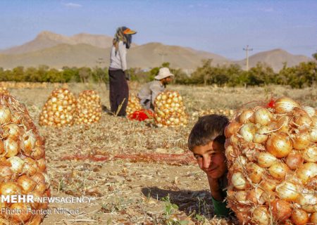 ۴٠ هزار تن پیاز در استان فارس در حال خراب شدن است
