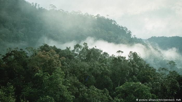 وسعت جنگل‌های جهان بیش از ارزیابی‌های گذشته است