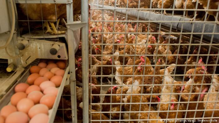 تعطیلی ۳۰۰ مرغداری در ایران به علت شیوع آنفولانزای مرغی
