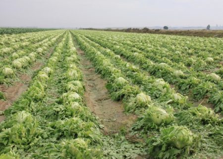 پرداخت خسارت به کشاورزان فارس «تا ۱۰ روز آینده»