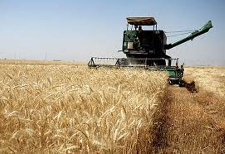 برداشت بیش از ۱۱۰ هزار تن گندم در فارس