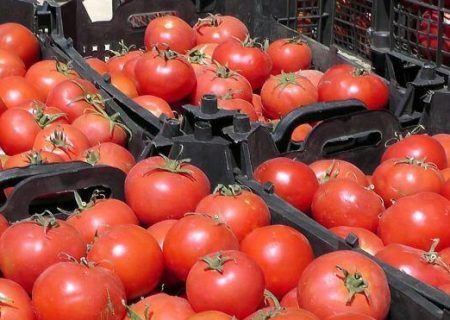 پیش بینی برداشت ۱۳۳ هزار تن گوجه‌فرنگی در فراشبند