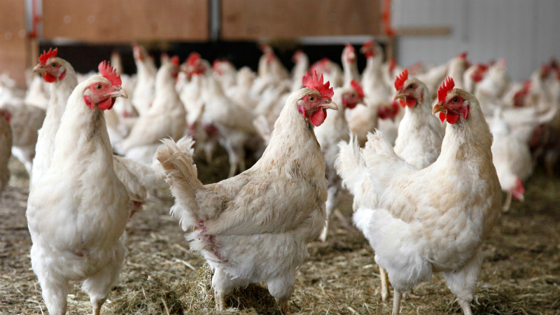 معدوم سازی ۹ هزار مرغ در فارس به دلیل بیماری آنفلوآنزا