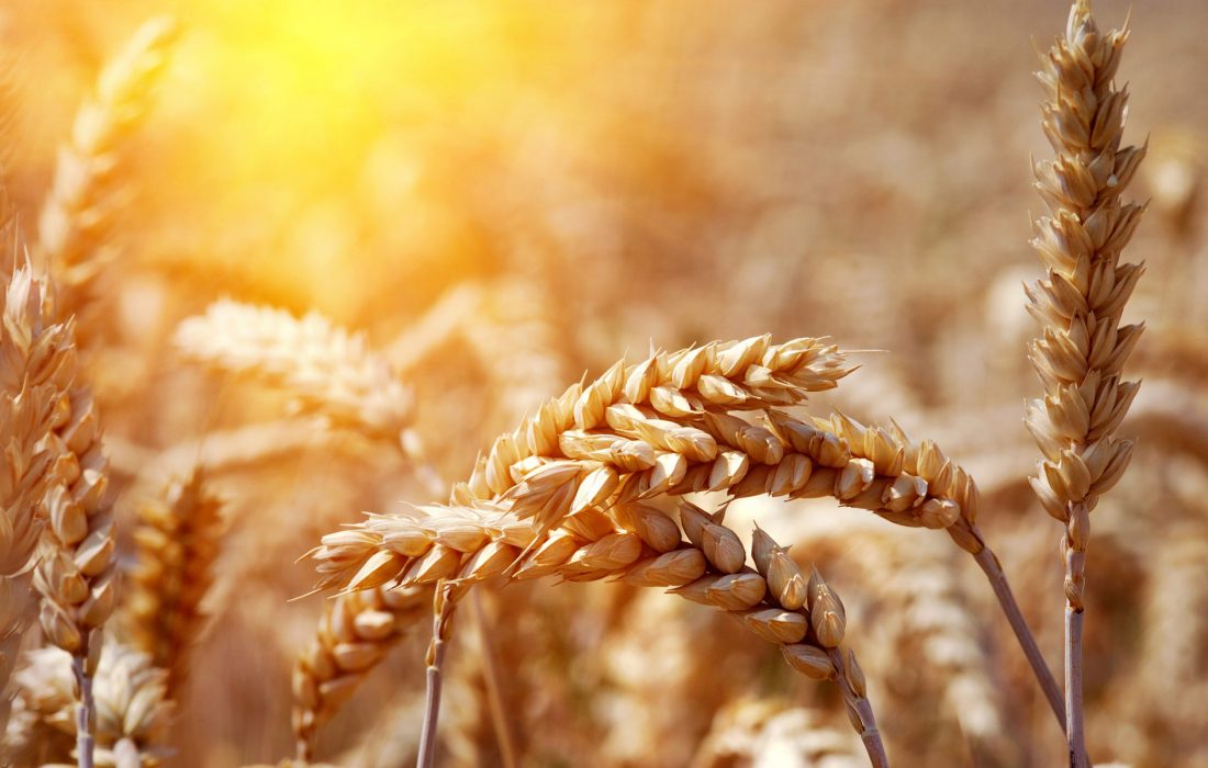 خرید ۷۰۰ هزار تن گندم از کشاورزان فارس