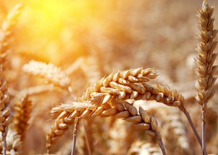 خرید ۷۰۰ هزار تن گندم از کشاورزان فارس