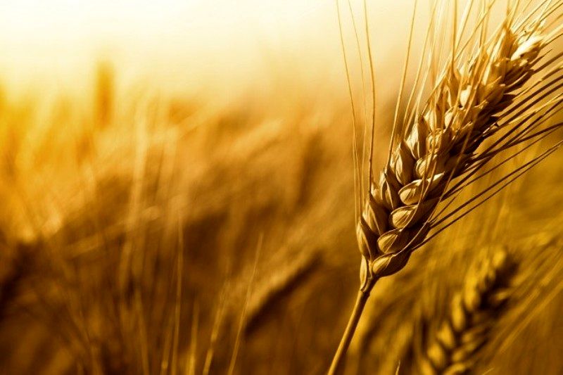 خرید تضمینی ۱۵۰هزار تن گندم از کشاورزان