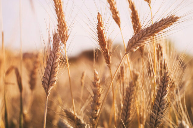 تولید یک میلیون و ۳۰۰ هزار تن گندم در فارس