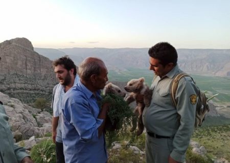 نجات توله خرس‌های سرگردان در ارتفاعات کوه‌خرسی فارس