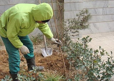 اجرای طرح کاشت درخت مقابل منازل در شیراز