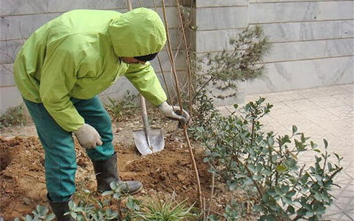 اجرای طرح کاشت درخت مقابل منازل در شیراز