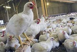 برخورد با متخلفین تولید و فروش مرغ در فارس