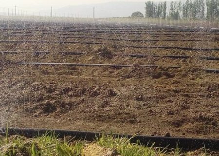 افزایش هفت برابری کاشت چغندر قند در شیراز