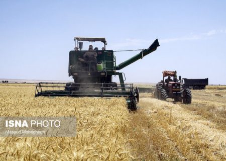 کاهش تولید گندم در شیراز