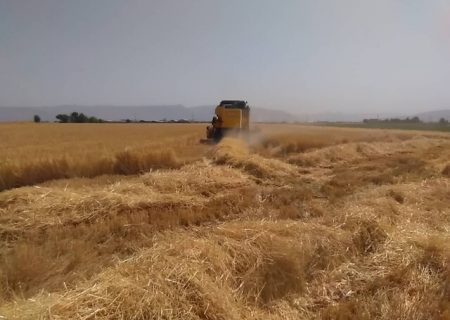 پیش‌بینی تولید بالغ بر ۲۸۰ هزار تن گندم در مرودشت